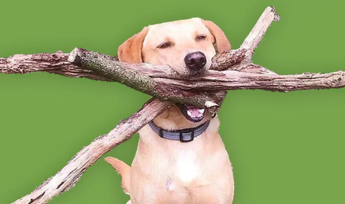 Dougie - an interview with the Birthday Boy!