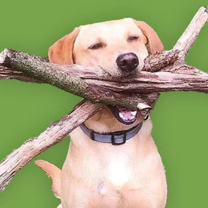 Dougie - an interview with the Birthday Boy!