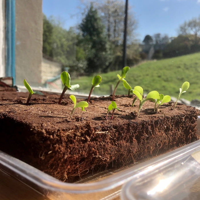 Growing Your Own! Growbars tried and tested by the team :)