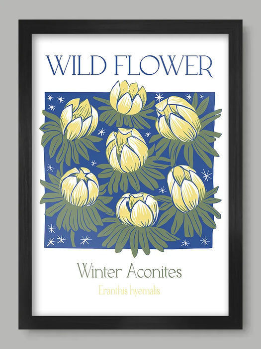 Winter Aconites - Sue Halstead