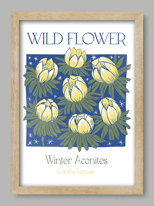 Winter Aconites - Sue Halstead