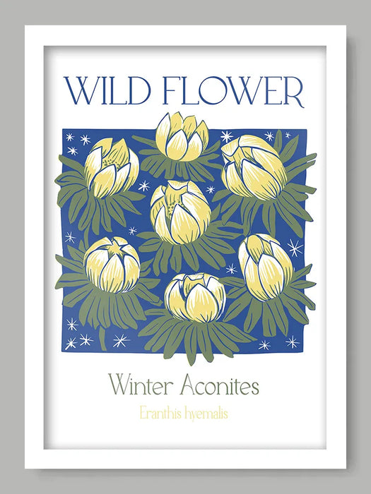 Winter Aconites - Sue Halstead