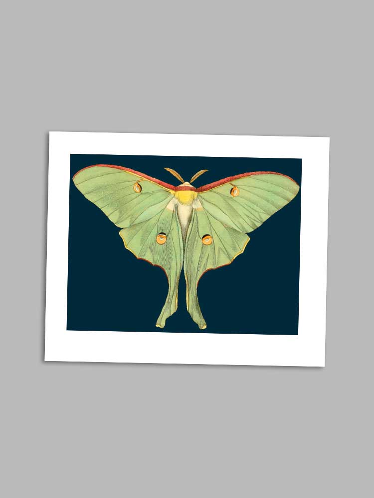 Green Moth - petite greeting card card Madame Treacle 