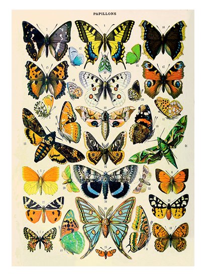 butterfly card