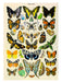 butterfly card