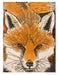 fox card