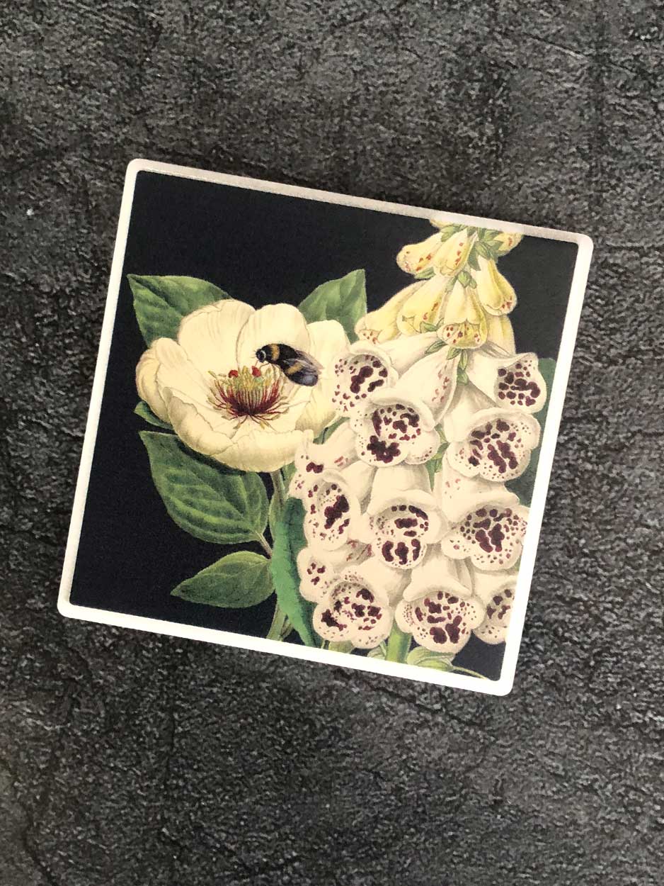 foxglove coaster